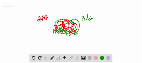 truefalse-ribosomes-are-composed-mostly-of-rna