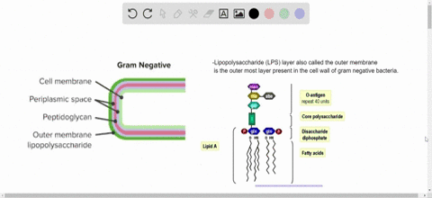 uformel Mitt Broderskab SOLVED:The lipopolysaccharide layer (LPS) is a characteristic of the wall  of . a. archaean cells b. Gram-negative bacteria c. bacterial prokaryotic  cells d. eukaryotic cells