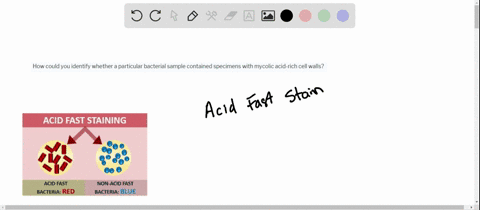 how-could-you-identify-whether-a-particular-bacterial-sample-contained-specimens-with-mycolic-acid-r