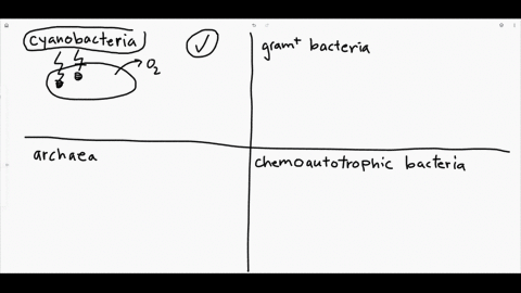 plantlike-photosynthesis-that-releases-mathrmo_2-occurs-in-a-cyanobacteria-b-gram-positive-bacteria-