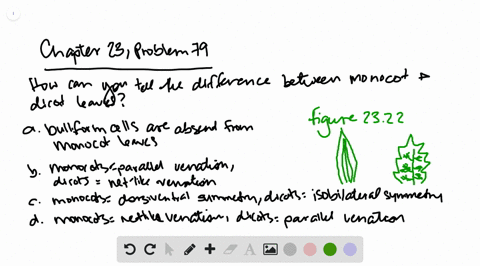 samples-of-leaves-from-monocots-and-dicots-are-piled-on-the-table-in-a-laboratory-and-students-are-s
