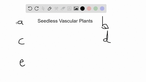 in-addition-to-having-simple-vascular-tissue-seedless-vascular-plants-differ-from-all-bryophytes-in-