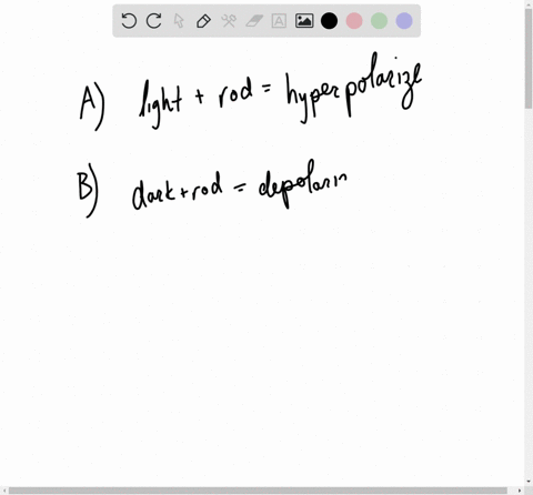 which-statement-is-not-true-a-the-transmembrane-potential-of-a-rod-cell-becomes-more-negative-when-t
