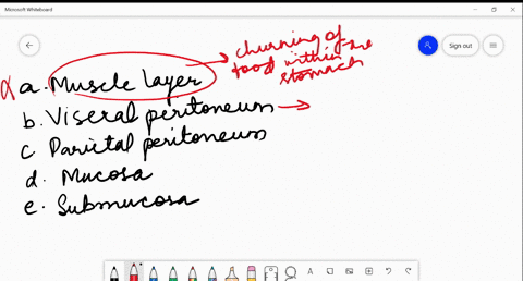 the-layer-of-tissue-that-lines-the-lumen-of-the-digestive-tract-is-the-a-muscle-layer-b-visceral-p-5