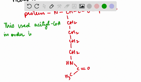 acetyl-coa-in-addition-to-providing-2-carbon-groups-to-the-citric-acid-cycle-is-also-the-substrate-o
