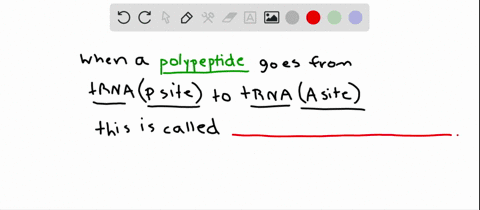 the-movement-of-the-polypeptide-from-the-trna-in-the-p-site-to-the-trna-in-the-a-site-is-referred-to