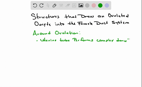 the-structures-that-draw-an-ovulated-oocyte-into-the-female-duct-system-are-a-cilia-b-fimbriae-c-mic