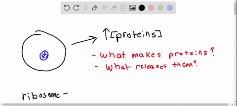 imagine-that-you-found-a-cell-that-releases-many-proteins-into-the-bloodstream-what-organelles-might