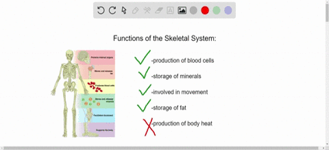 which-of-the-following-is-not-a-function-of-the-skeletal-system-a-production-of-blood-cells-b-storag