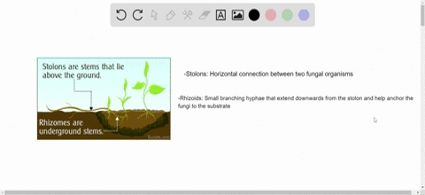 explain-the-differences-between-the-vocabulary-terms-in-the-following-sets-stolon-rhizoid