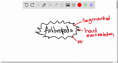 which-of-the-following-is-not-characteristic-of-arthropods-a-exoskeleton-b-pseudocoelom-c-paired-j-4