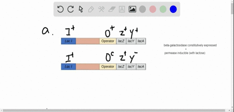 write-the-partial-diploid-genotype-for-a-strain-that-will-a-produce-beta-galactosidase-constitutivel