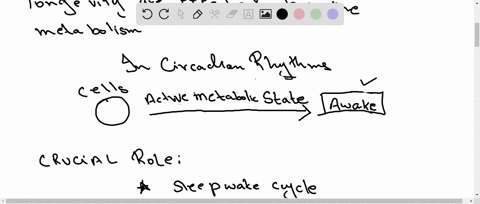 is-there-a-connection-between-circadian-rhythms-and-metabolism-2