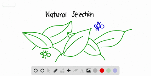 how-does-natural-selection-cause-a-population-to-become-adapted-to-its-environment-over-time