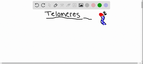 which-statement-concerning-telomeres-is-not-true-a-they-are-found-on-the-ends-of-chromosomes-b-they-