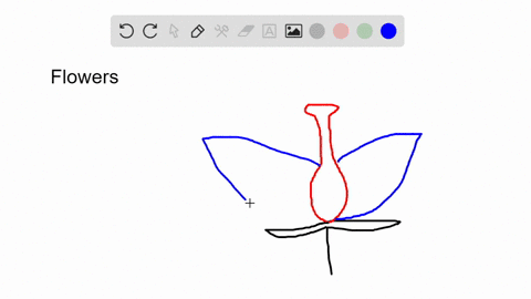 make-a-sketch-of-a-simplified-flower-with-all-four-organs-and-indicate-how-the-pattern-of-expression