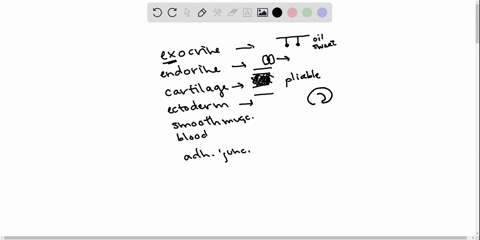 match-the-terms-with-the-most-suitable-description-________exocrine-gland-________endocrine-gland-__