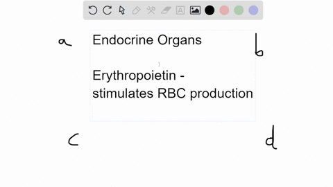 the-organ-that-serves-as-an-endocrine-gland-and-secretes-erythropoietin-calcitriol-and-renin-is-the-