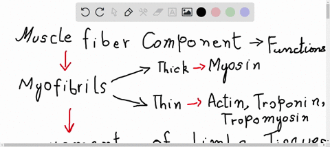 what-are-the-functions-of-a-muscle-fibers-components-page-267