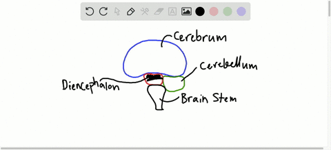 injury-localized-to-the-hypothalamus-would-most-likely-disrupt-a-regulation-of-body-temperature-b-sh