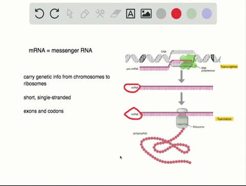 which-of-the-following-is-part-of-each-molecule-of-mrna-a-palindrome-b-codon-c-anticodon-d-base-pair