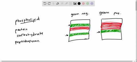 bacterial-cell-walls-are-primarily-composed-of-which-of-the-following-a-phospholipid-b-protein-c-car