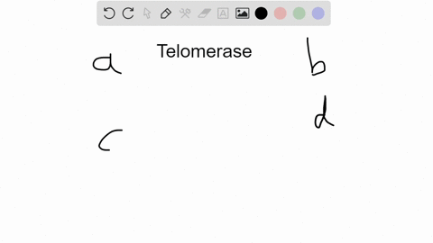 possible-activities-of-telomerase-could-be-a-stopping-the-aging-process-by-rebuilding-the-telomeres-