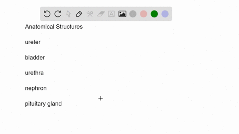 match-each-structure-with-a-function-_____ureter-_____bladder-_____urethra-_____nephron-_____pituita