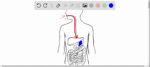 what-is-the-main-role-of-the-gallbladder-a-the-production-and-secretion-of-bile-b-the-concentration-