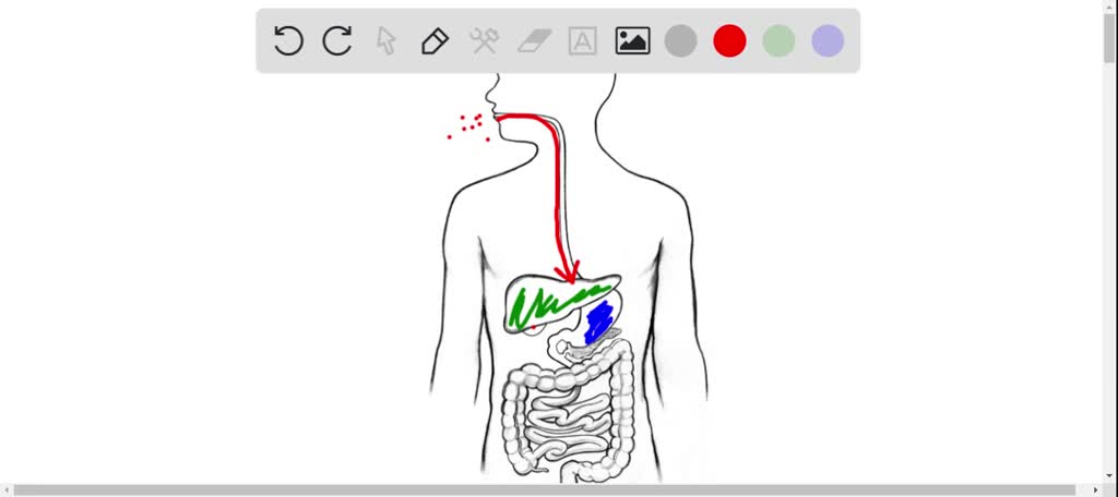 solved-what-is-the-function-of-the-gallbladder-and-what-role-does-it