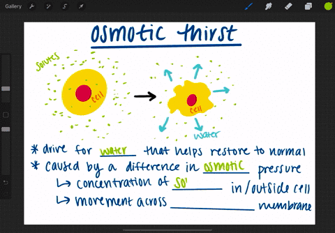 would-adding-salt-to-the-bodys-extracellular-fluids-increase-or-decrease-osmotic-thirst-3