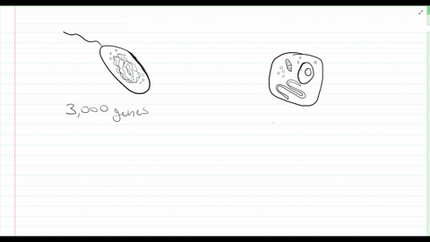 a-typical-prokaryotic-cell-has-about-3000-genes-in-its-dna-while-a-human-cell-has-about-21300-genes-