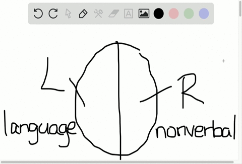 describe-the-major-functions-of-the-two-hemispheres