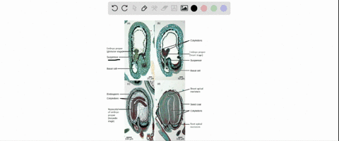 the-suspensor-a-gives-rise-to-the-embryo-b-is-heart-shaped-in-eudicots-c-separates-the-two-cotyledon