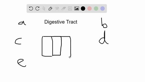 which-of-the-following-contributes-to-the-sealed-lining-of-the-digestive-tract-to-keep-food-inside-3