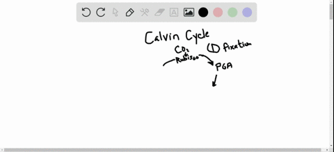 why-is-the-third-stage-of-the-calvin-cycle-called-the-regeneration-stage