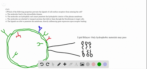which-of-the-following-properties-prevents-the-ligands-of-cell-surface-receptors-from-entering-the-c