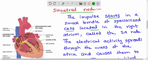 sino-atrial-node-san-can-generate-impulses-a-70-75-mathrmmin-1-b-50-55-mathrmmin-1-c-35-40-mathrmmin