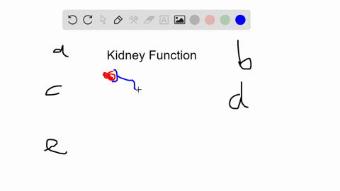 which-of-the-following-correctly-describes-a-part-of-kidney-function-a-collecting-ducts-dilute-uri-2