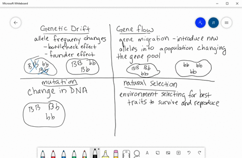 ______-tends-to-keep-populations-similar-to-one-another-a-genetic-drift-b-gene-flow-c-mutation-d-nat