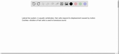 what-do-the-receptor-cells-in-the-lateral-line-system-along-the-sides-of-a-shark-and-the-cochlea-of-