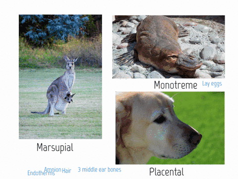 which-of-the-following-is-true-of-mammals-a-they-evolved-from-saurischian-dinosaurs-b-they-are-exo-2