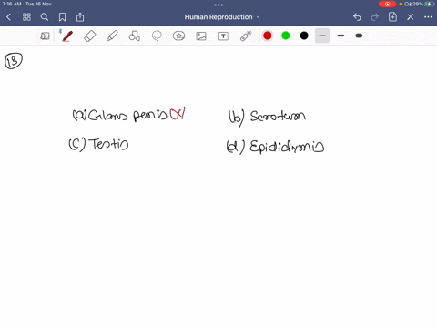 what-does-o-represent-in-the-figure-a-glans-penis-b-scrotum-c-testis-d-epididy