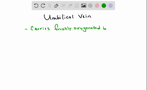 the-umbilical-vein-carries-a-waste-products-to-the-placenta-b-oxygen-and-food-to-the-fetus-c-oxygen-