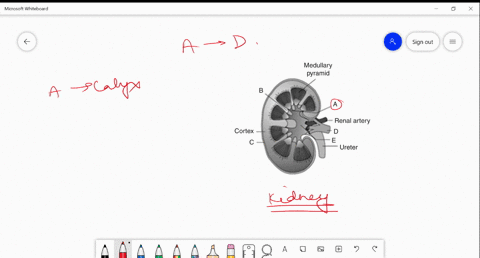 go-through-the-following-figure-identify-mathrma-to-mathrmd-a-b-c-d-a-renal-column-renal-capsule-cal