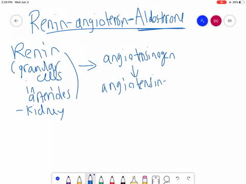 how-does-the-renin-angiotensin-aldosterone-mechanism-function-why-is-it-controlled-by-the-kidneys