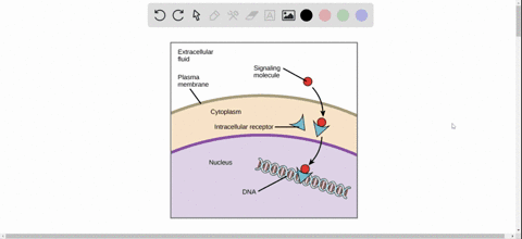 a-nonpolar-ligand-such-as-a-steroid-hormone-usually-binds-to-aan-a-intracellular-receptor-b-protein-