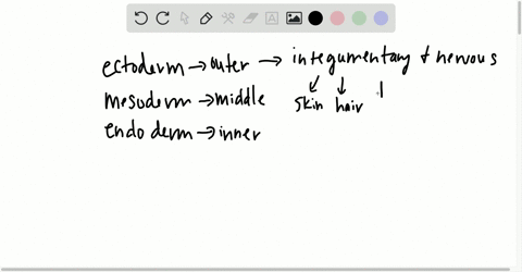 which-primary-germ-layer-gave-rise-to-the-cells-that-eventually-became-the-central-nervous-system-a-