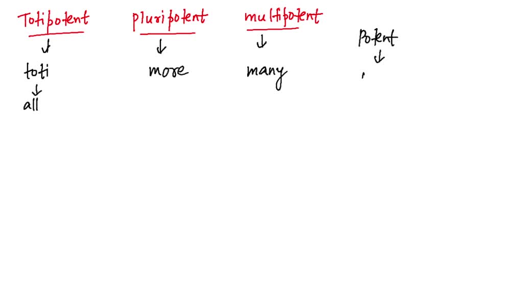 SOLVEDThe terms totipotent, pluripotent, and multipotent derive from
