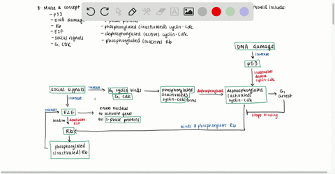 make-a-concept-map-illustrating-normal-events-at-the-g_-checkpoint-your-diagram-should-include-mathr